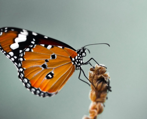 Monarch Butterfly