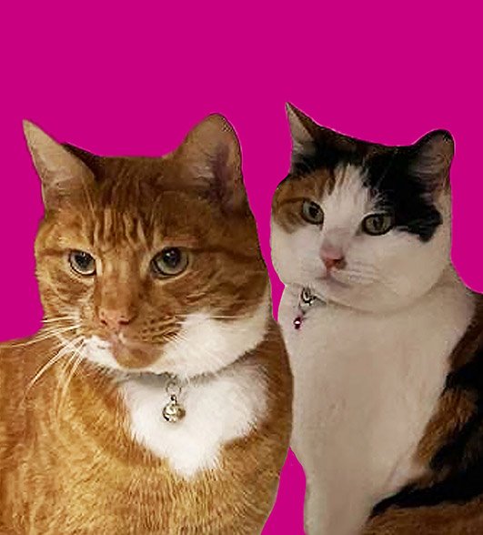 an orange cat and a tri-colour cat on a pink background